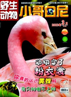 小哥白尼·野生動物畫報雜志